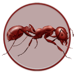 ANT